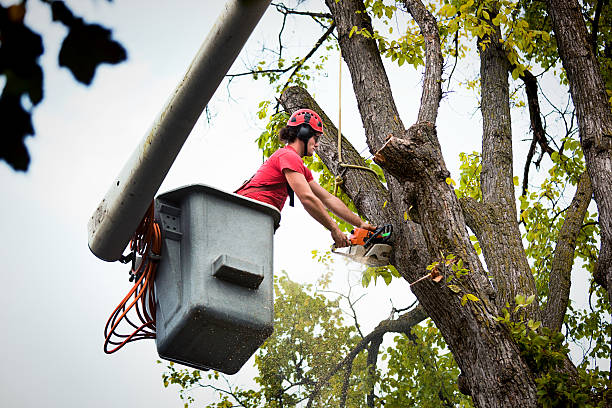 Best Tree Preservation Services  in Auburn Lake Trails, CA